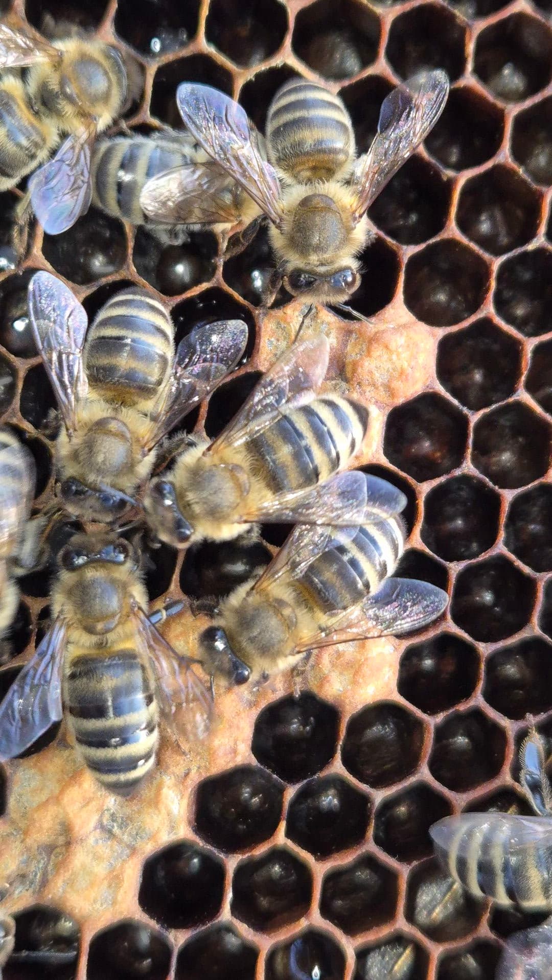 Wintervorbereitung: Bienenstöcke im verschneiten Februar