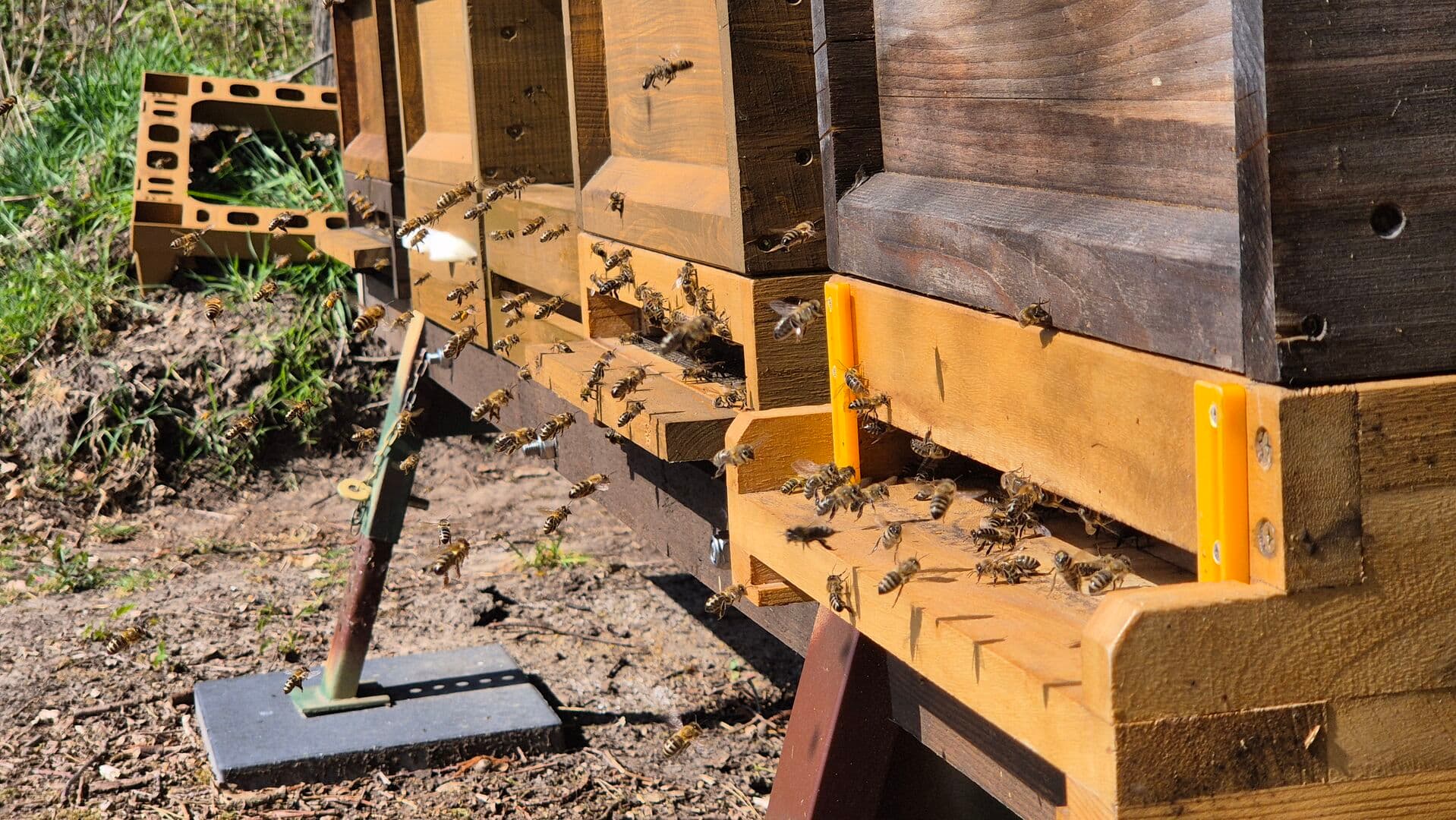 Frühlingserwachen: Erste Arbeiten an den Bienenvölkern