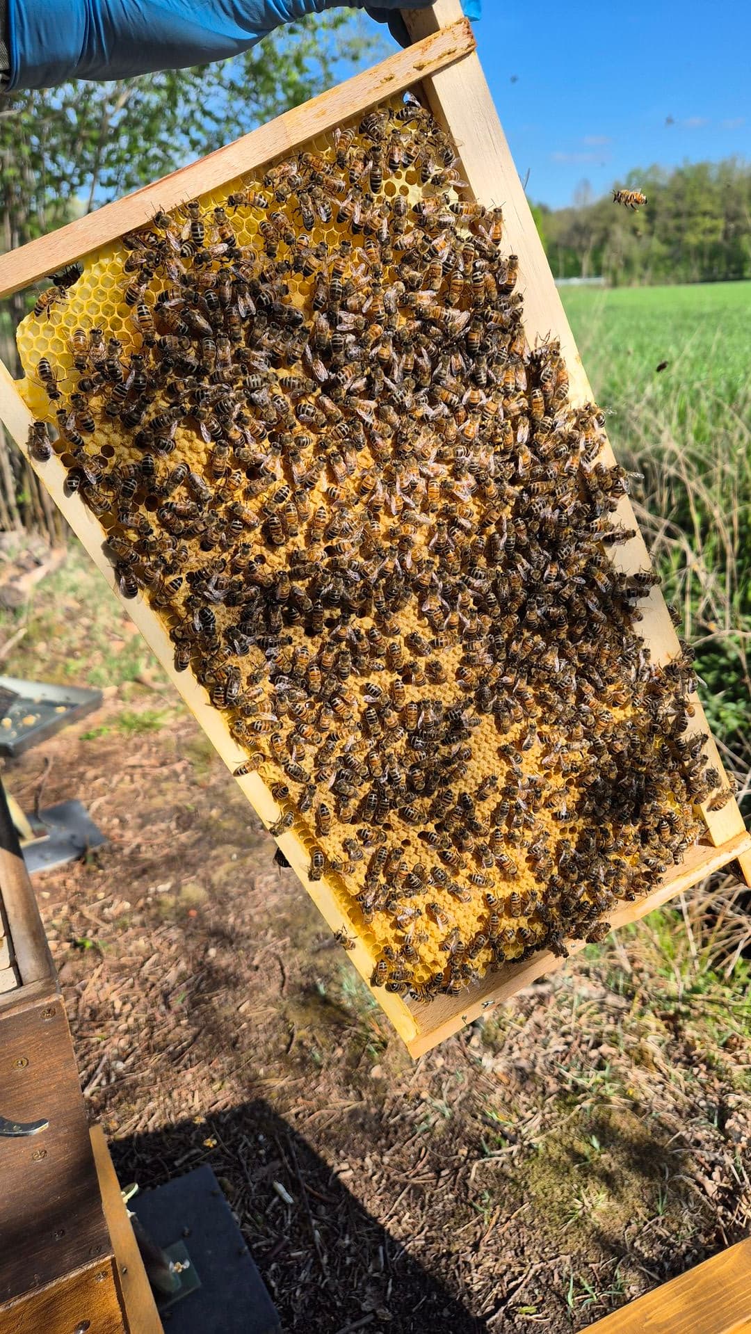 Fleißige Sammlerinnen: Honigbienen bei der Nektarsuche