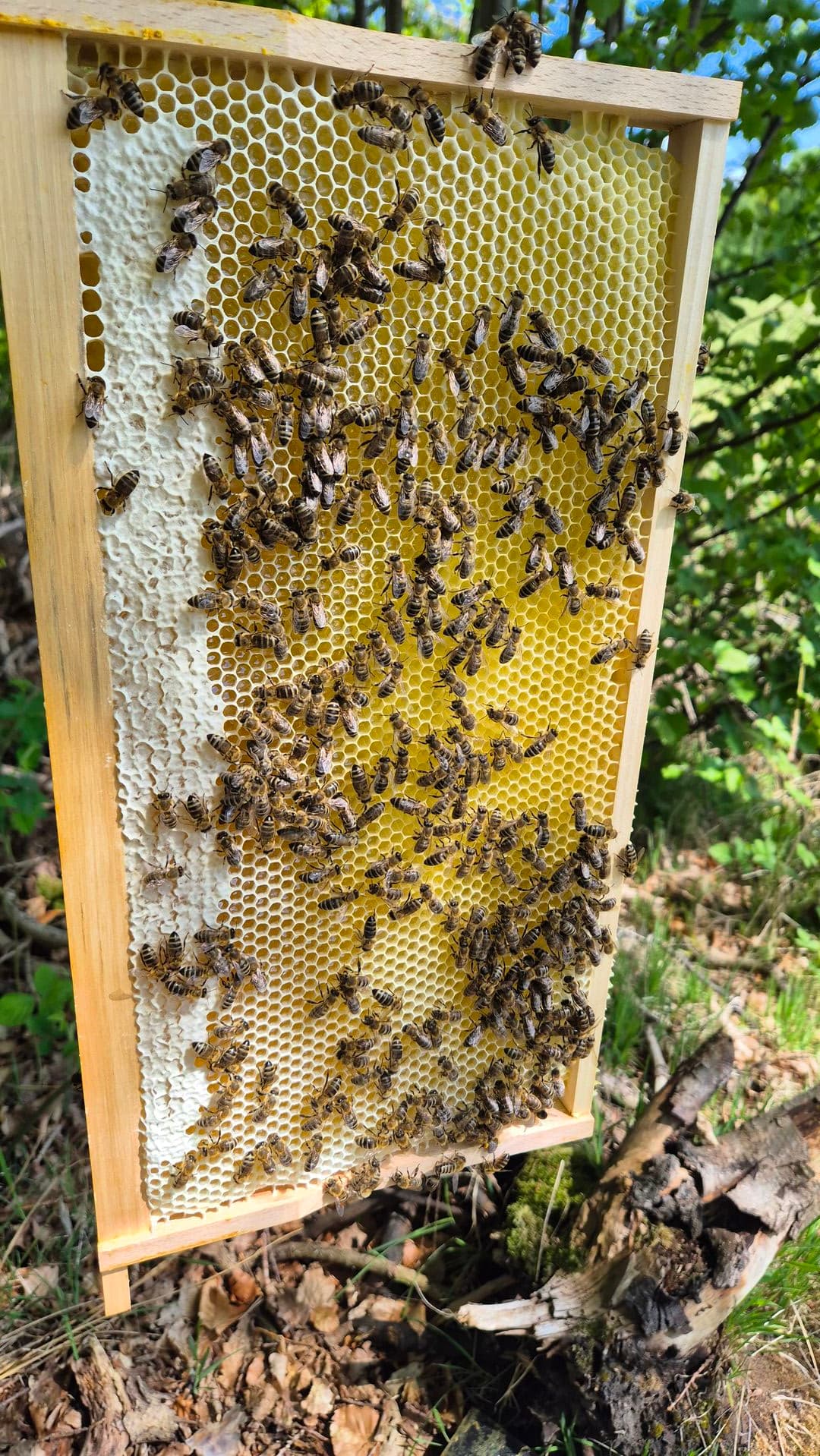 Imkerhandwerk: Behutsame Wabenkontrolle im Frühling