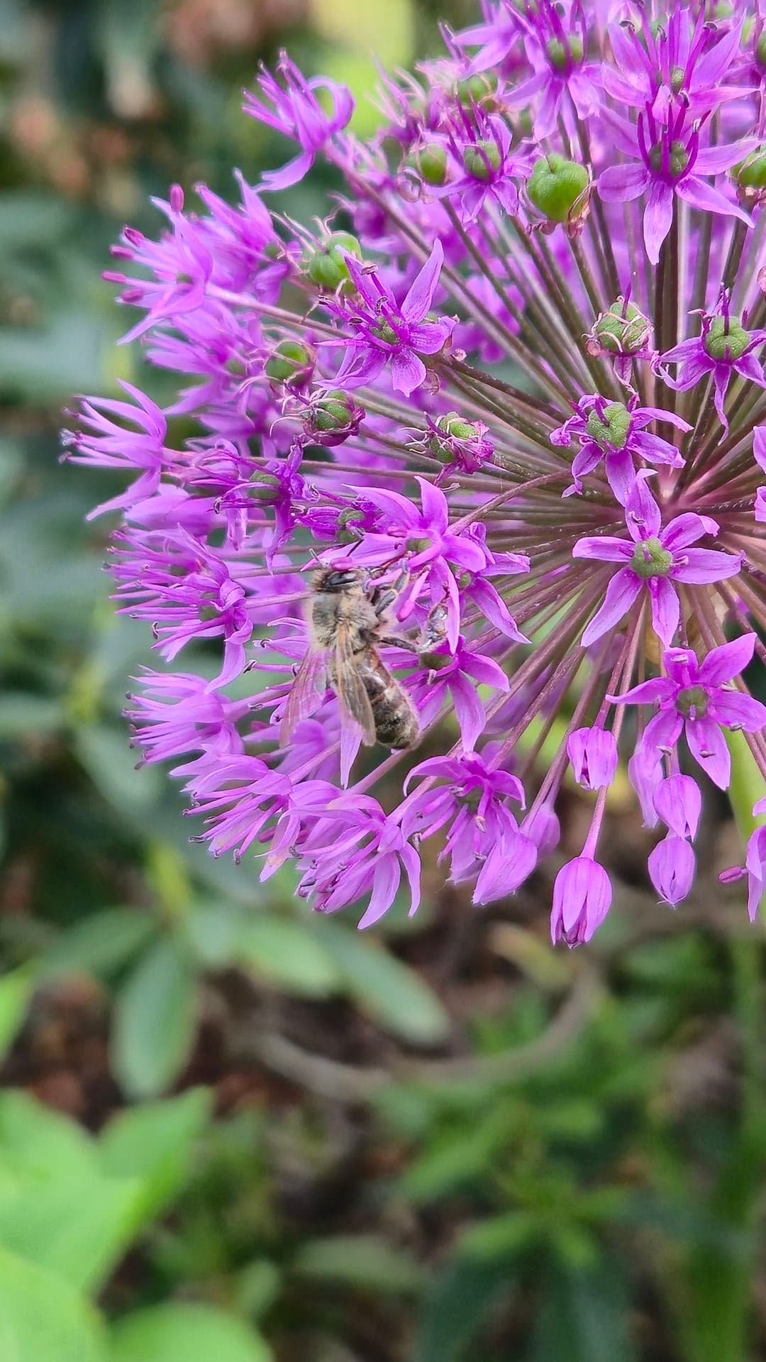 Hochsaison: Bienen sammeln Nektar von Rapsblüten