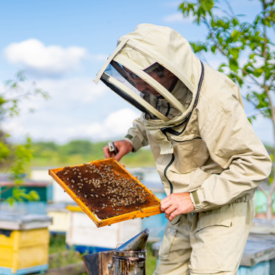 Münsterland Naturhonig West Biene Imkerei Schmitz