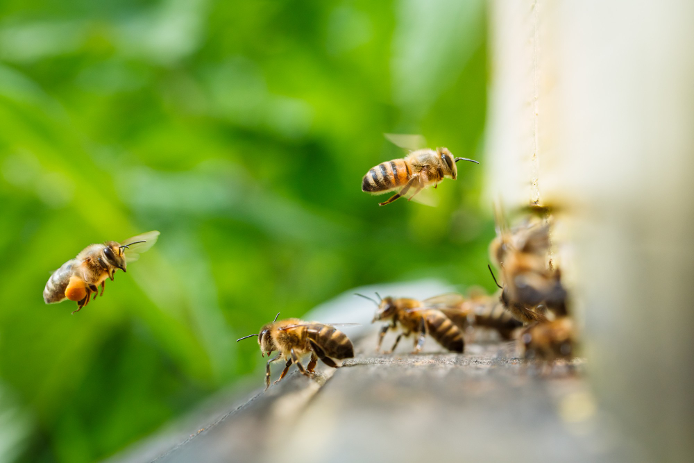 Münsterland Naturhonig West Biene Imkerei Schmitz